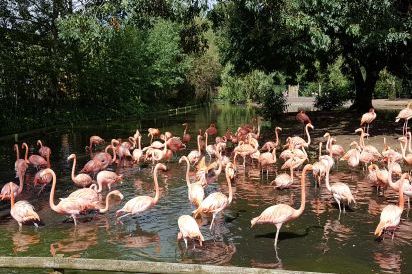 Chester Zoo