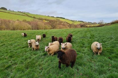 Our Reyland sheep