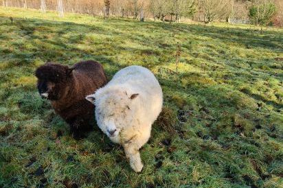 Kipper and Arthur