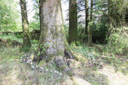 Corrafeckloch Forest Cottages 39