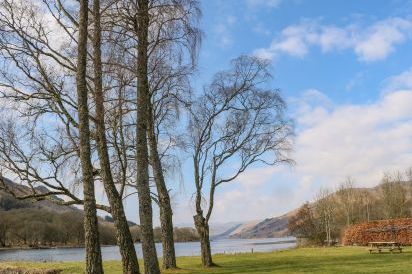 Hollybirch 25