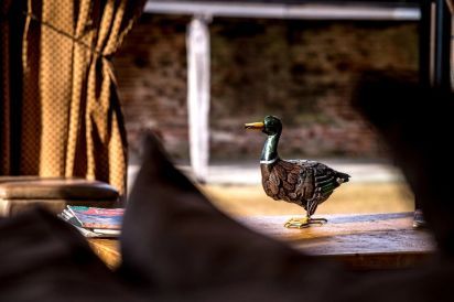 Mallard 8