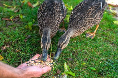Miller's House at Mendham Mill 27