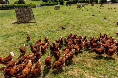 Oxen Cottage Dog Friendly Holiday Cottage, Upper Seagry, Cotswolds  14