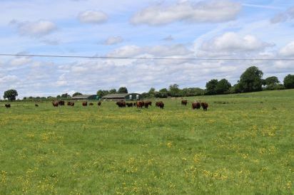 Oxen Cottage Dog Friendly Holiday Cottage, Upper Seagry, Cotswolds  15
