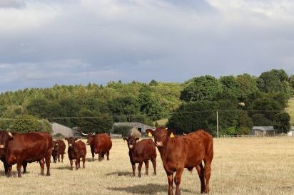 Oxen Cottage Dog Friendly Holiday Cottage, Upper Seagry, Cotswolds  16