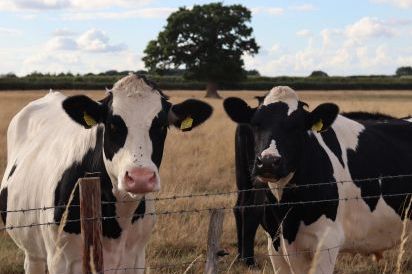 Oxen Cottage Dog Friendly Holiday Cottage, Upper Seagry, Cotswolds  26
