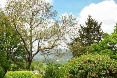 Treetops 34