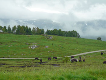 The Cairngorms, a relaxing place for a luxury cottage break