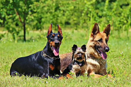 Dog friendly cottages Scotland photo 1