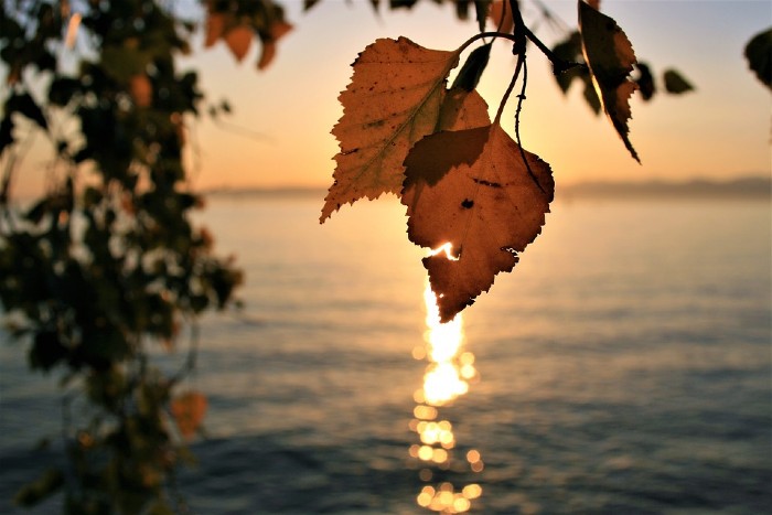 Lake view