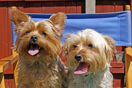 Dog-friendly luxury accommodation