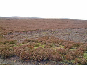 Enjoy walks in moorland whilst on a luxury break in the North Yorkshire Moors