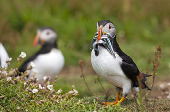 Enjoy birdwatching whilst on a luxury cottage break in Pembrokeshire